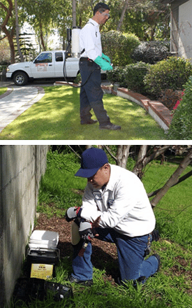 residential pest service