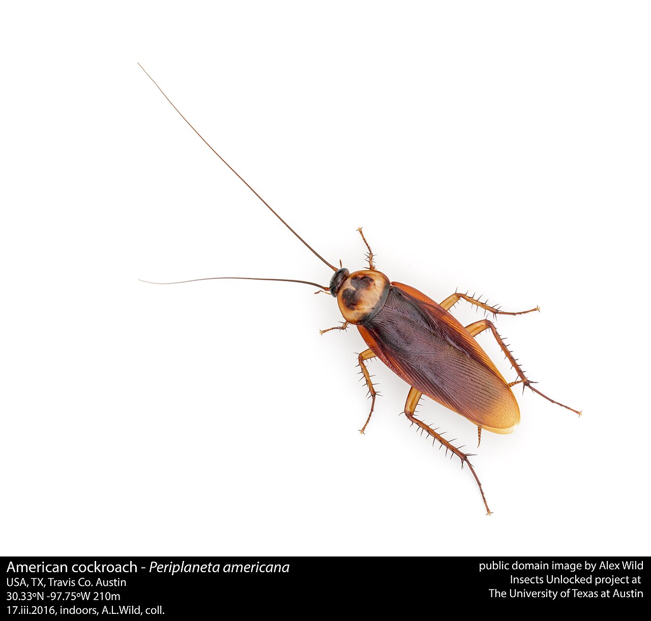 american cockroach