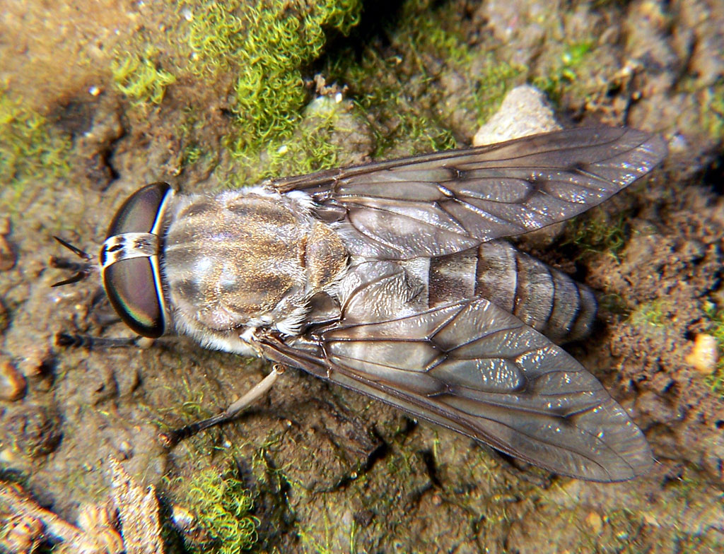 american horse fly