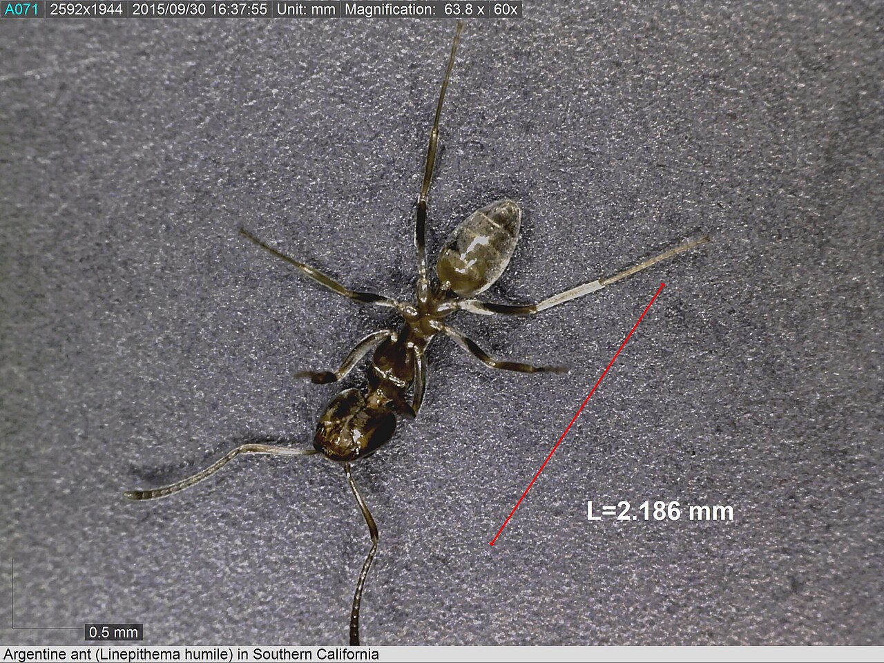 argentine ant