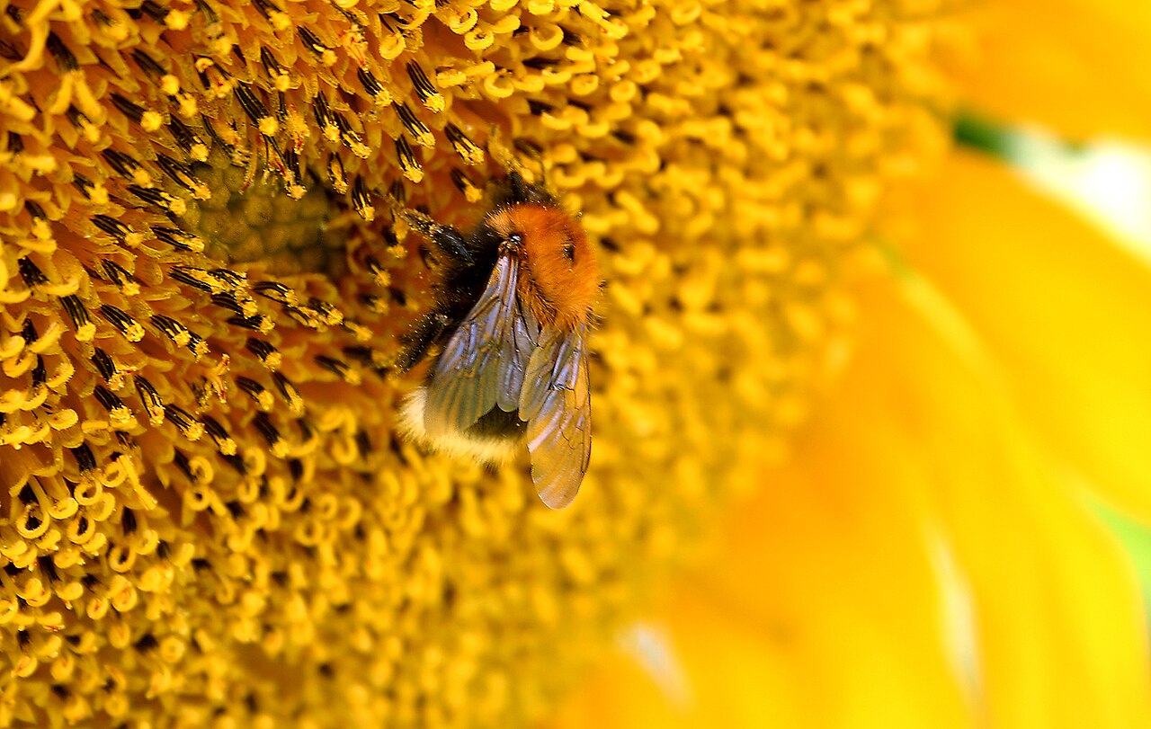 bumble bee
