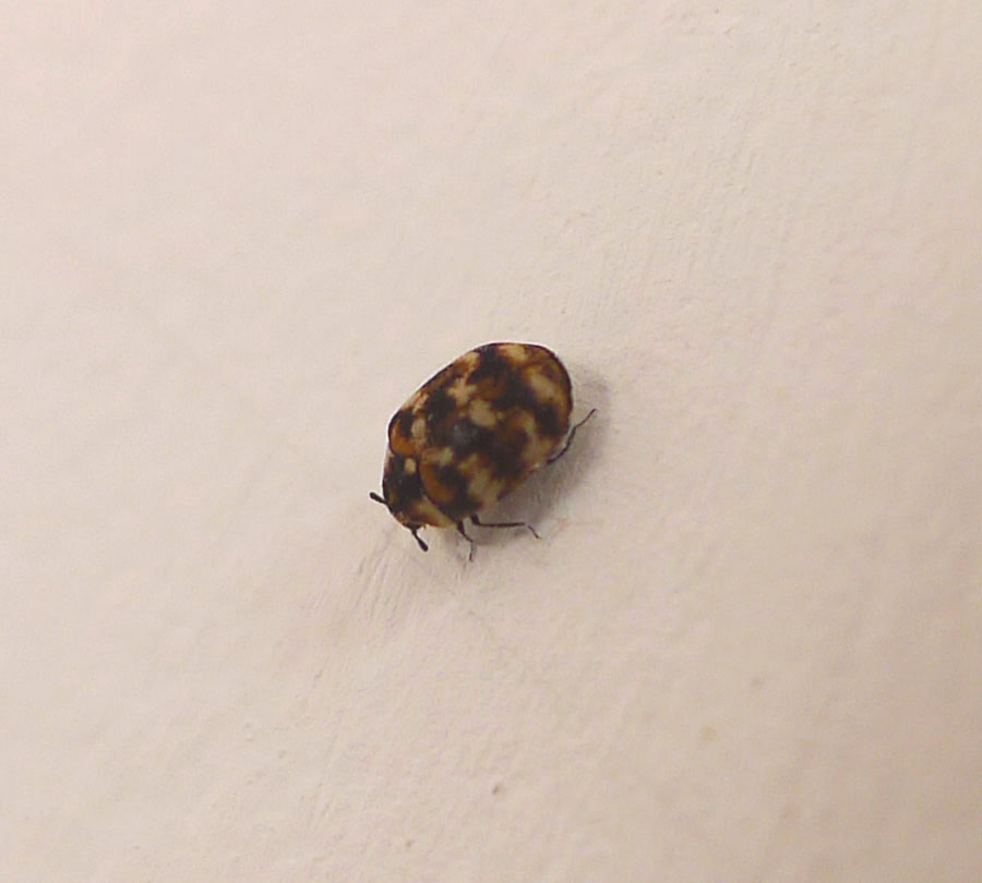 carpet beetle