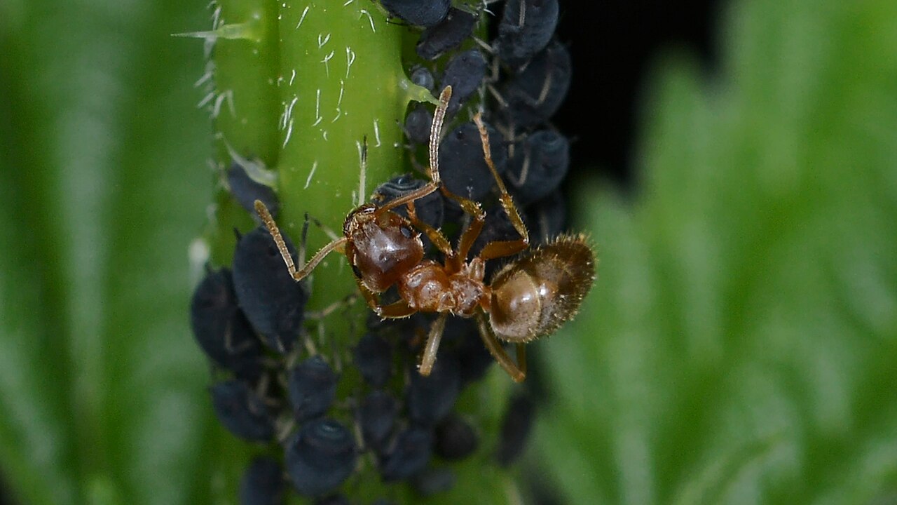 citronella ant