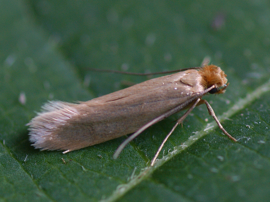 clothes moth