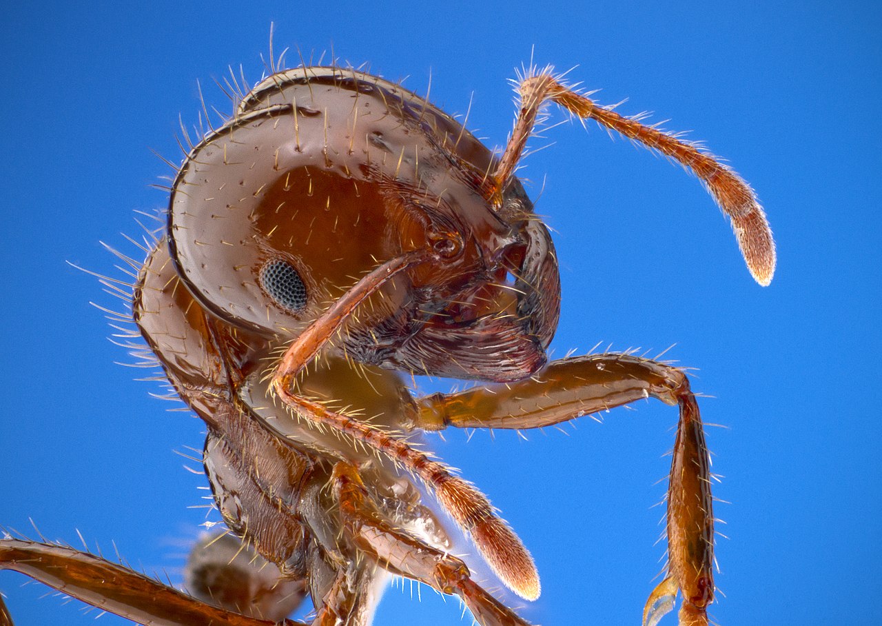 fire ant