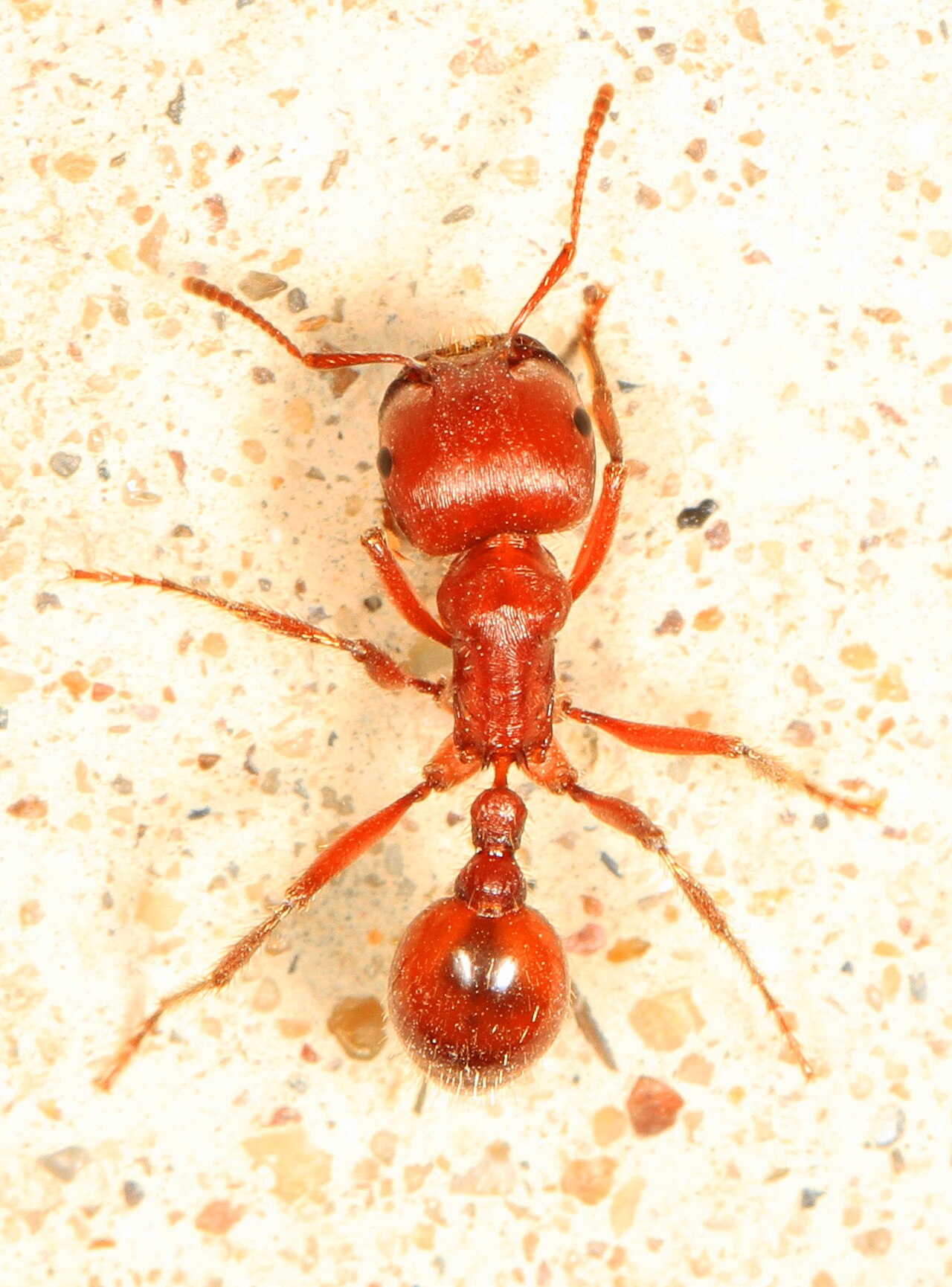 harvester ant
