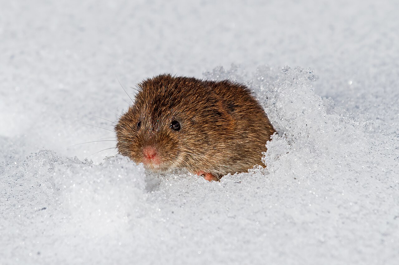 meadow vole