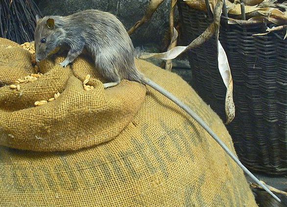 roof rat black rat