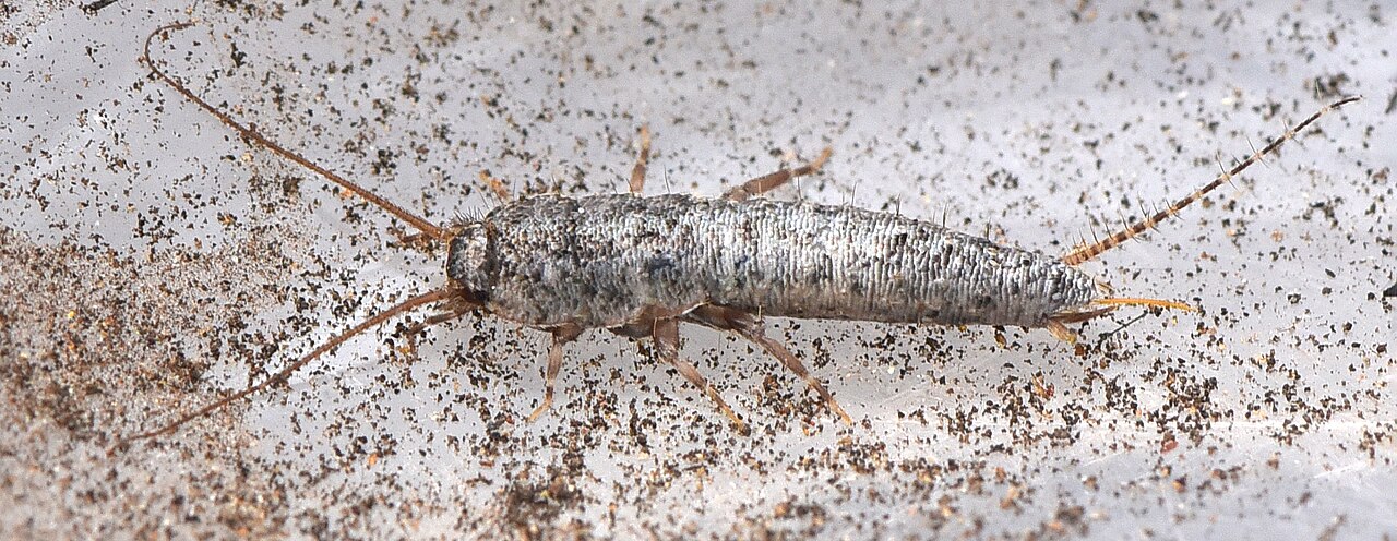 silverfish