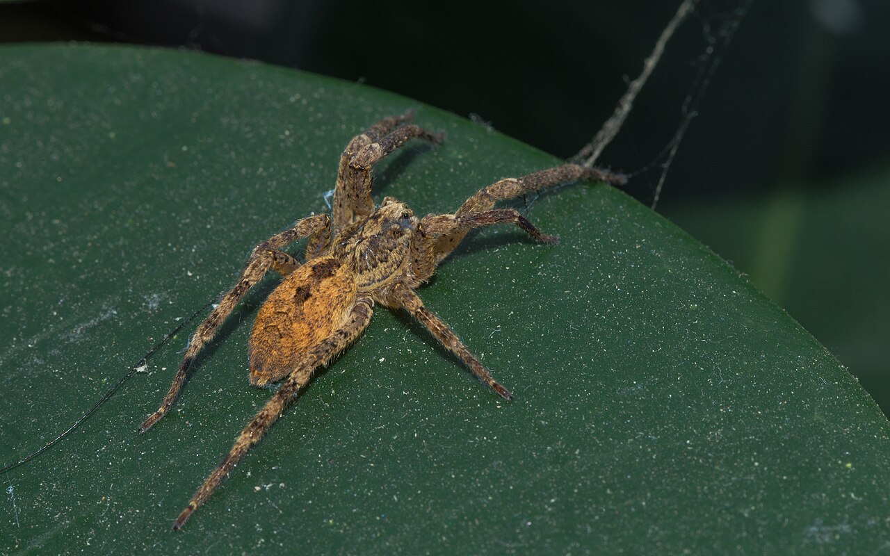 wood spider