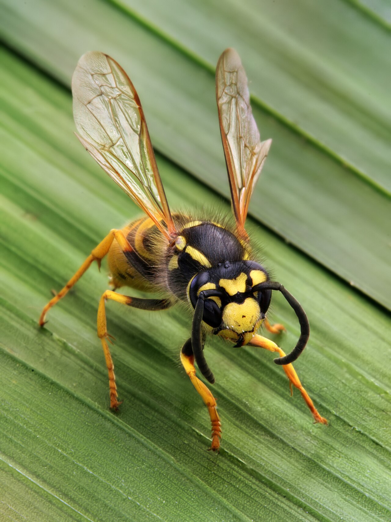 yellow jacket