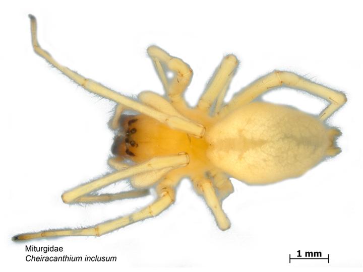 yellow sac spider